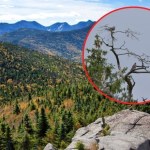 Rzadki drapieżnik powrócił na Mazury. Leśnicy zachwyceni