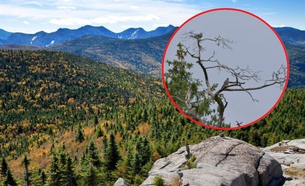 Rzadki drapieżnik powrócił na Mazury. Leśnicy zachwyceni