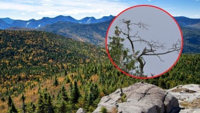 Rzadki drapieżnik powrócił na Mazury. Leśnicy zachwyceni