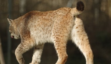 Rzadki drapieżnik powrócił. Uchwyciła go fotopułapka w górskim lesie