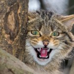 Rzadki drapieżnik wrócił w Sudety. Łatwo pomylić go z domowym kotem