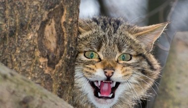Rzadki drapieżnik wrócił w Sudety. Łatwo pomylić go z domowym kotem