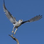 Rzadki drapieżny ptak zjawia się w Polsce. Jest niemal biały