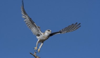 Rzadki drapieżny ptak zjawia się w Polsce. Jest niemal biały