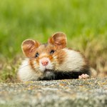 Rzadki gryzoń niemal na zawsze zniknął z Polski. Pojawiła się nowa szansa