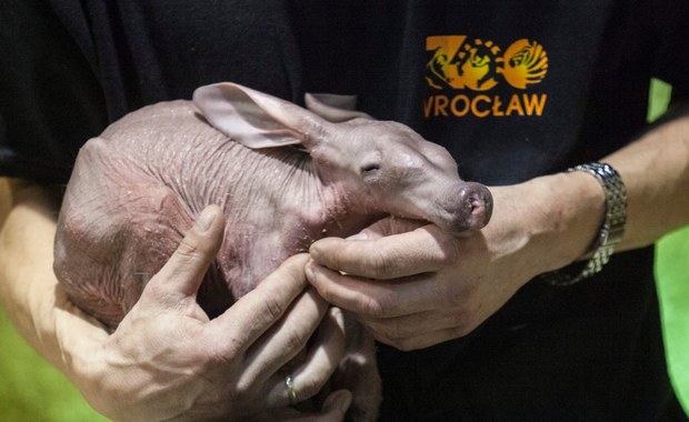 Rzadki mrównik afrykański przyszedł na świat we Wrocławiu