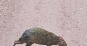 Rzadki okaz w rybnickim lesie. Początkowo leśnicy nie wierzyli, że to może być prawda