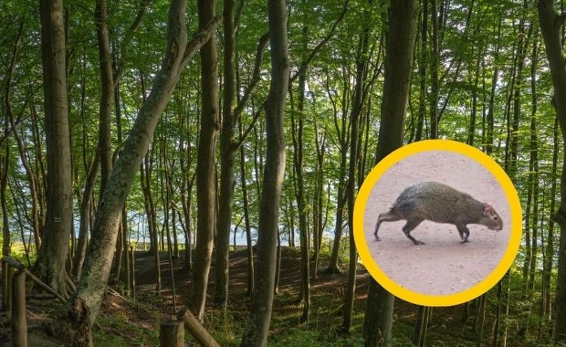 Rzadki okaz w rybnickim lesie. Początkowo leśnicy nie wierzyli, że to może być prawda