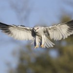 Francja Rzadki ptak drapieżny coraz częstszy w Polsce. Jest niemal biały. Zostanie?