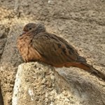 gatunki zagrożone Rzadki ptak już wymarł w naturze. Teraz zoo przekazało radosne wieści