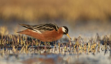Rzadki ptak pojawił się w Polsce. To gość z daleka, który poluje jak nikt