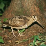 Rzadki ptak utknął między balustradą a balkonem. Powinien odlecieć na zimę
