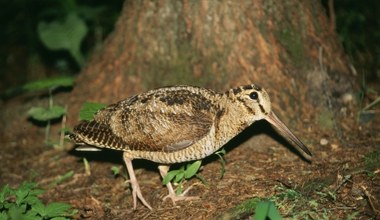 Rzadki ptak utknął między balustradą a balkonem. Powinien odlecieć na zimę