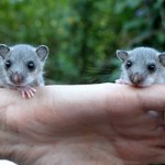 Rzadki ssak wraca do Polski. Wypuścili je na wolność w lasach