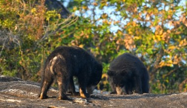 Rzadkie bliźniaki przyszły na świat. Jedyne takie niedźwiedzie