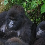 Rzadkie bliźnięta przyszły na świat. Szansa jest mniejsza niż 1 proc.