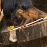 Rzadkie małpy urodziły się w Polsce. Są pomarańczowe, żeby było je widać