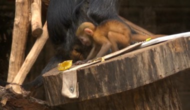 Rzadkie małpy urodziły się w Polsce. Są pomarańczowe, żeby było je widać