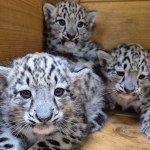 Rzadkie pantery śnieżne urodziły się w Polsce. Zoo przekazało dobre wieści