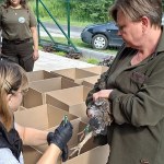 Rzadkie ptaki wracają do polskich lasów. Wielki sukces