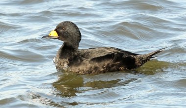 Rzadkie ptaki zaobserwowane w Polsce. Ornitolodzy podają powody
