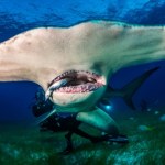 Galapagos Rzadkie rekiny pojawiły się w nowych miejscach. To może być ich wylęgarnia