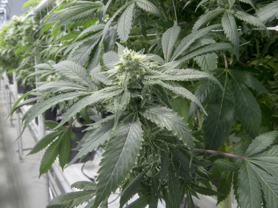 "Rzeczpospolita": Brakuje medycznej marihuany /Ryan Remiorz /PAP/EPA