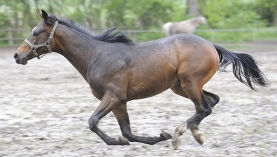 "Rzeczpospolita": PiS zmienia szefów kolejnych stadnin