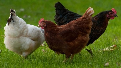 "Rzeczpospolita": Polski drób podbije Chiny? 