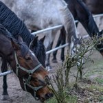 „Rzeczpospolita”: W paszy podawanej koniom w Janowie były antybiotyki śmiertelne dla koni