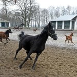 "Rzeczpospolita": Wpompują miliony w stadninę w Janowie