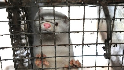 "Rzeczpospolita": Zakaz hodowli na futra poczeka. PiS łagodzi stanowisko