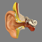 "Rzeczpospolita": Żywe ludzkie ucho z drukarki 3D