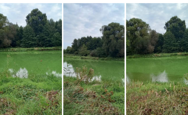 Rzeka Prosna zmieniła kolor na zielony. Zagadka rozwiązana 