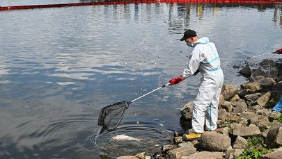 "Rzeki są traktowane jak odbiorniki ścieków". Raport po skażeniu Odry 