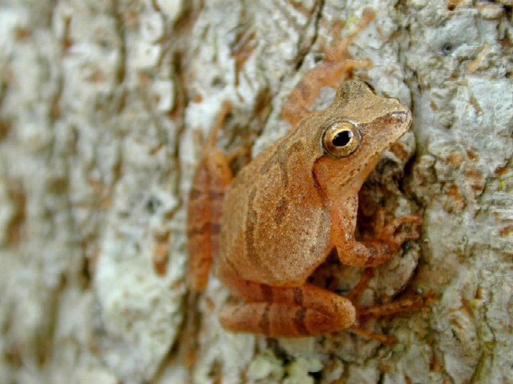 Rzekotka krzyżowa stosuje krioprotektant glukozowy do ochrony przed zimnem /USGS /Wikimedia