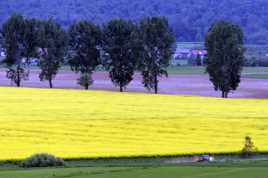 Rzepak /Piotr Polak /PAP