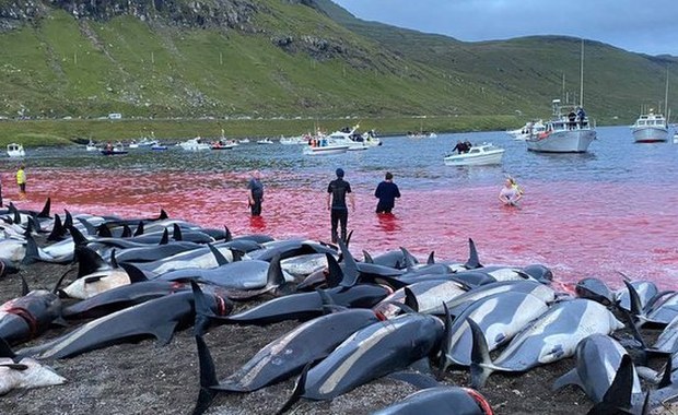 Rzeź delfinów na Wyspach Owczych. Padł niechlubny "rekord"