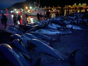 Rzeź delfinów na Wyspach Owczych. Zginęło około 100 osobników 