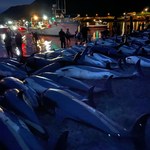 Rzeź delfinów na Wyspach Owczych. Zginęło około 100 osobników 