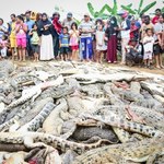 Rzeź na farmie krokodyli. Zabili 300 zwierząt w odwecie za śmierć sąsiada