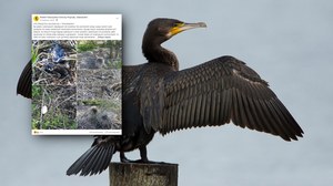 Rzeź piskląt i ponad setka gniazd kormoranów zniszczona. "To bestialskie"
