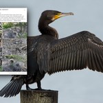 Rzeź piskląt i ponad setka gniazd kormoranów zniszczona. "To bestialskie"