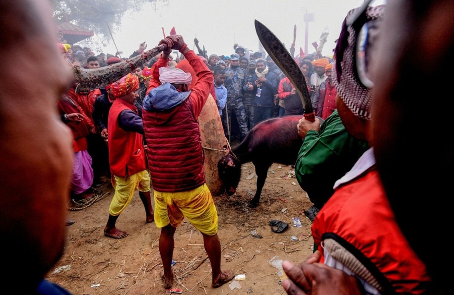 Rzeź w Nepalu (zdjęcie z 2019 r.) /PRAKASH MATHEMA/AFP /East News