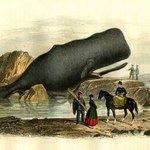 Rzeź wielorybów w średniowieczu. Europejczycy wytępili całe gatunki waleni