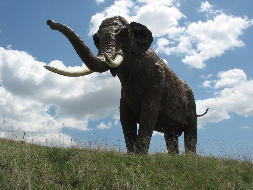 Rzeźba przedstawiająca Palaeoloxodon antiquus /Wikimedia Commons /domena publiczna