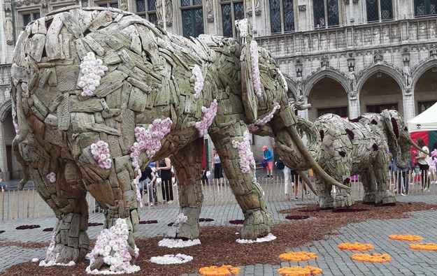 Rzeźby słoni na Grand Place w Brukseli /Katarzyna Szymańska-Borginion /RMF FM