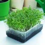 Rzeżucha - roślina, którą warto jeść nie tylko od święta! Jak ją zasiać?