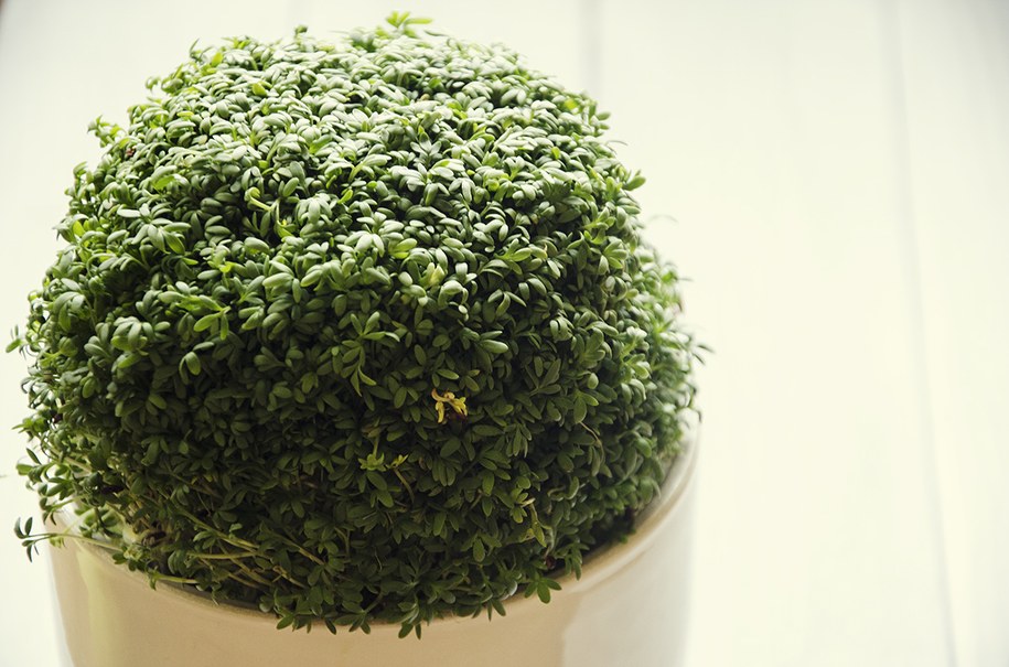 Rzeżucha /Malwina Zaborowska /RMF FM