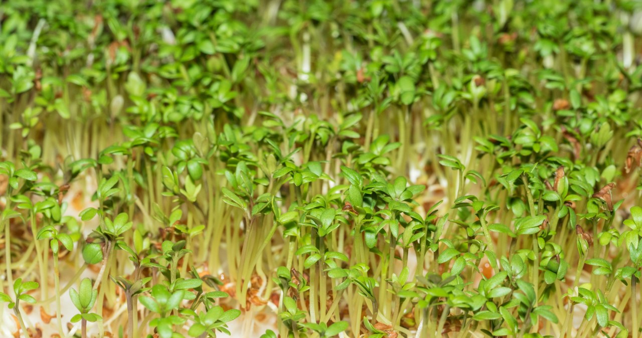 Rzeżuchę można w łatwy sposób wyhodować w domu / melastmohican /123RF/PICSEL